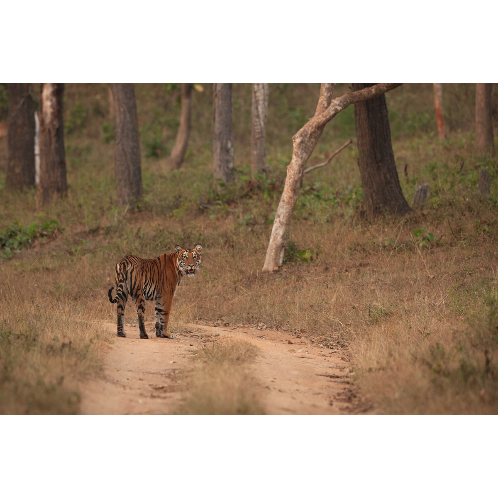 As She Walks