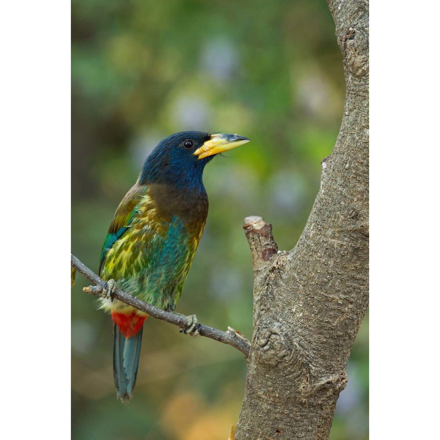 Colors | Great Barbet