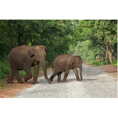 Mother and Calf