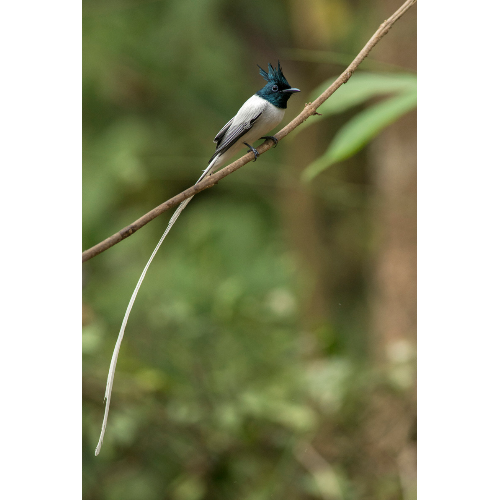 Paradise Flycatcher