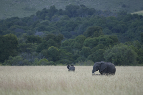 Elephant Scape