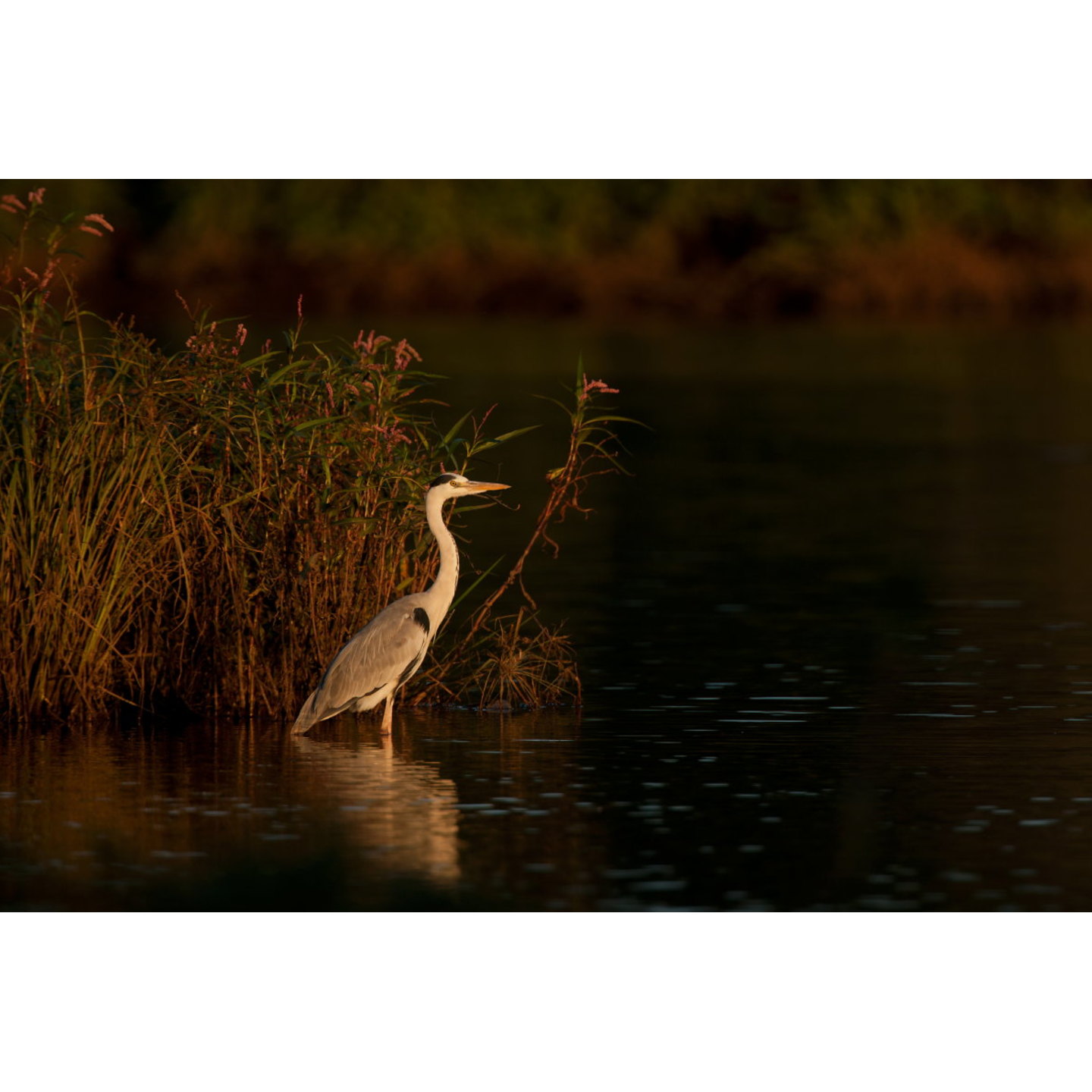 Golden Heron