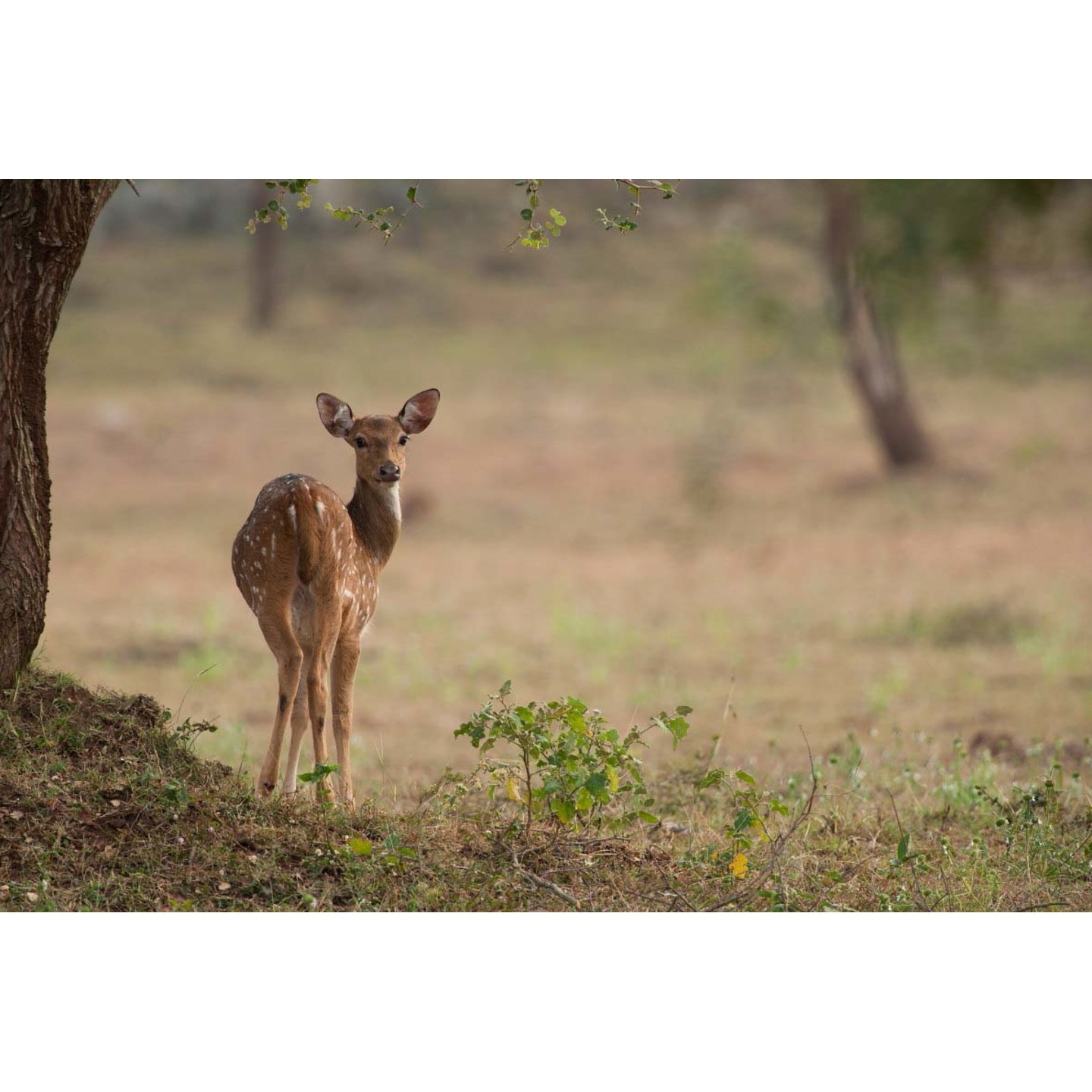 Chital 