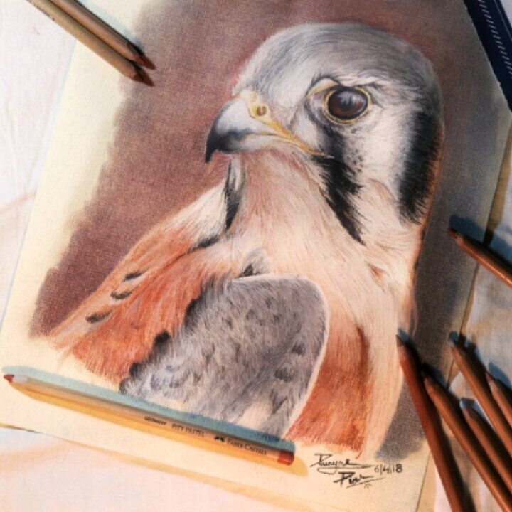 american kestrel pastel portrait