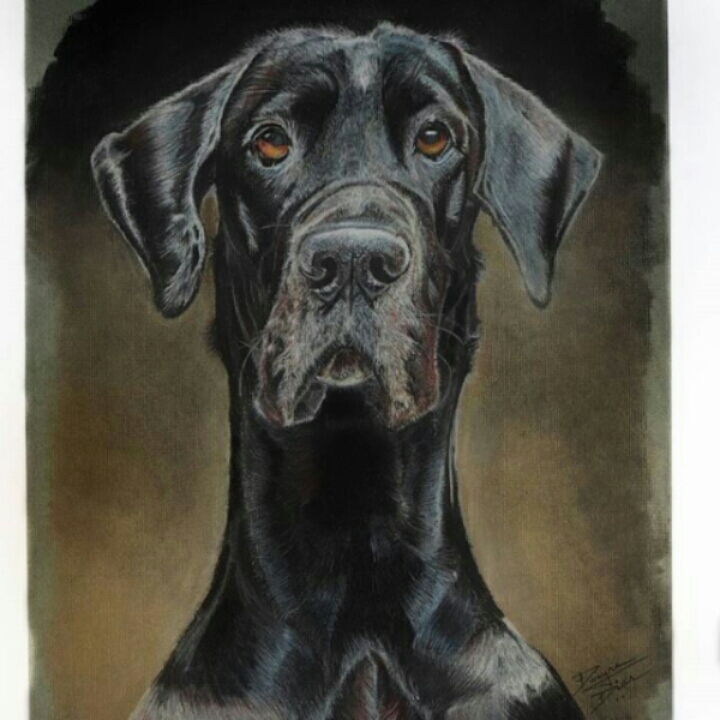 great dane original pastel painting