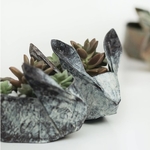 Workshop - Succulent