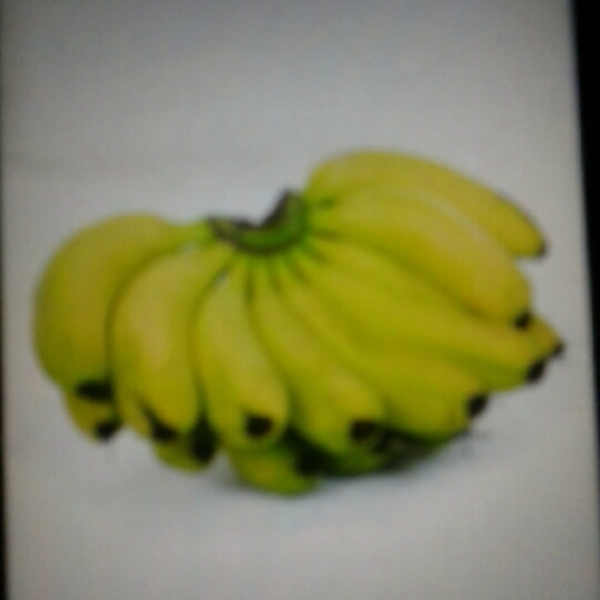 Banana Robusta