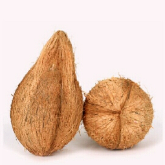 Coconut