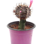 brown moon cactus