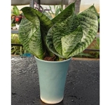 Sansevieria trifasciata succulent shot