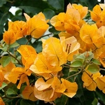 img-1541703319867