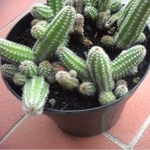img-1541687312593