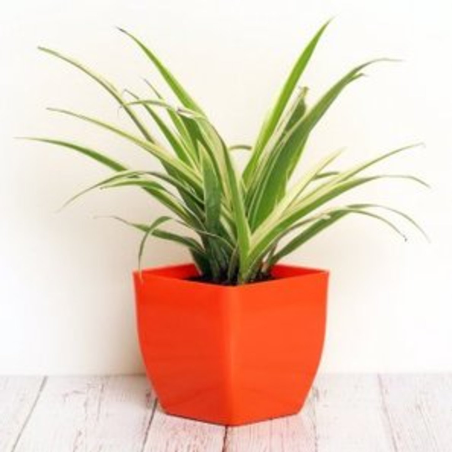 Chlorophytum Plant