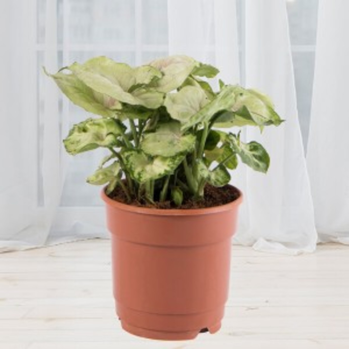 syngonium_plant