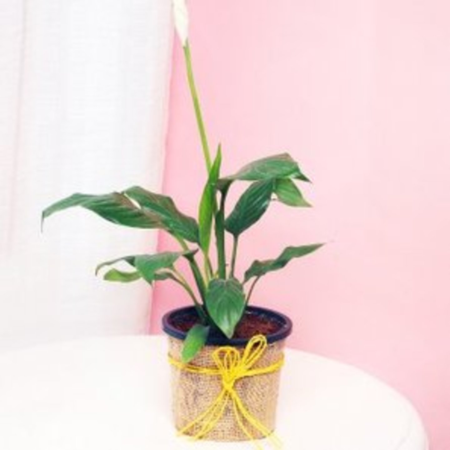 Sophisticated Peace Lily Plant