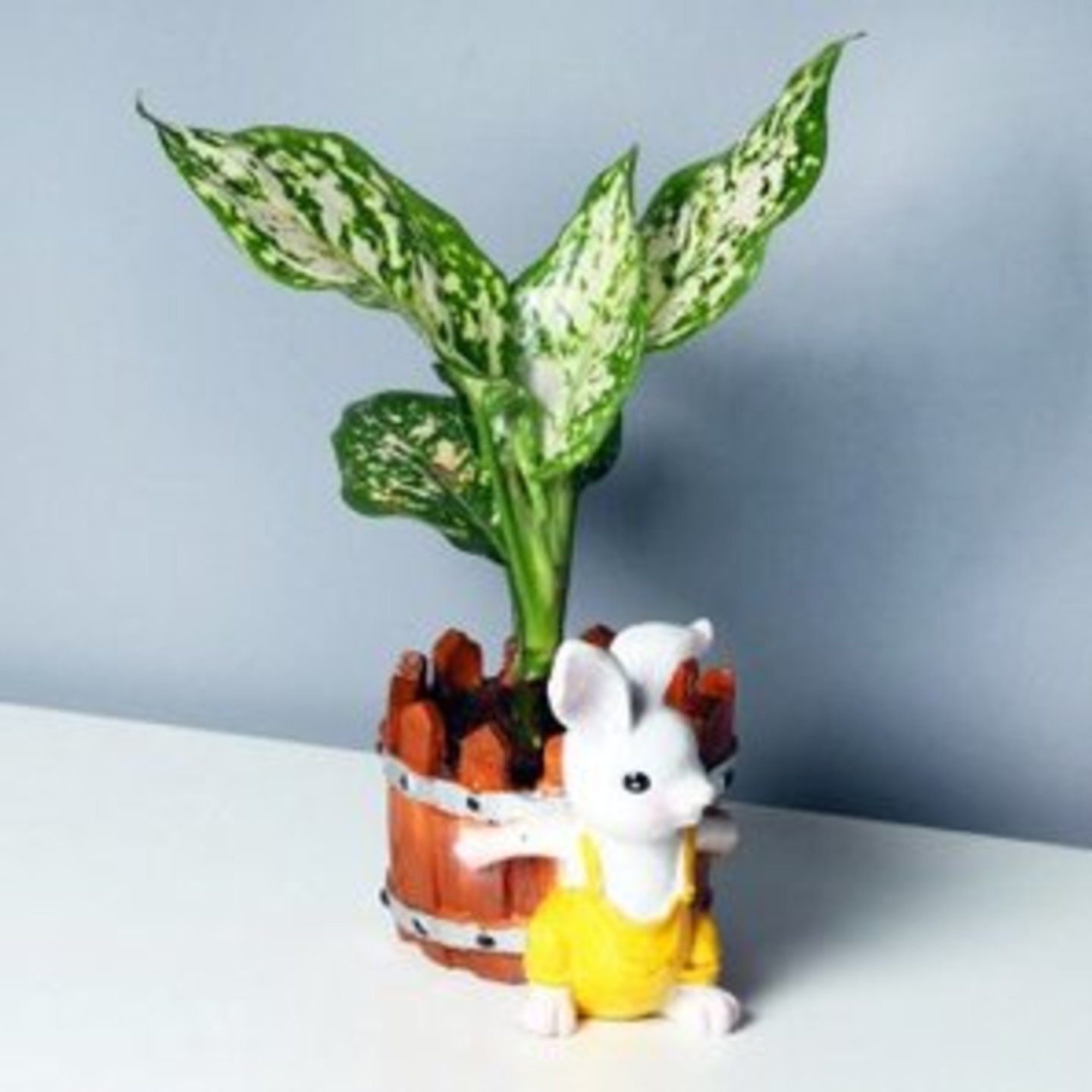 Silver Agalaeonema In Bunny Vase