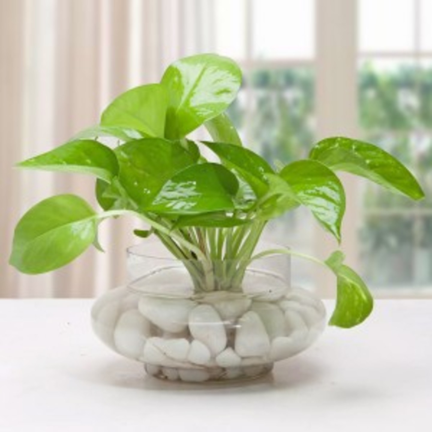 money_plant_terrarium