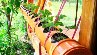 Strawberries-in-a-PVC-pipe-200-mm.-Planting-strawberries-in-a-PVC-pipe-400x240.jpg