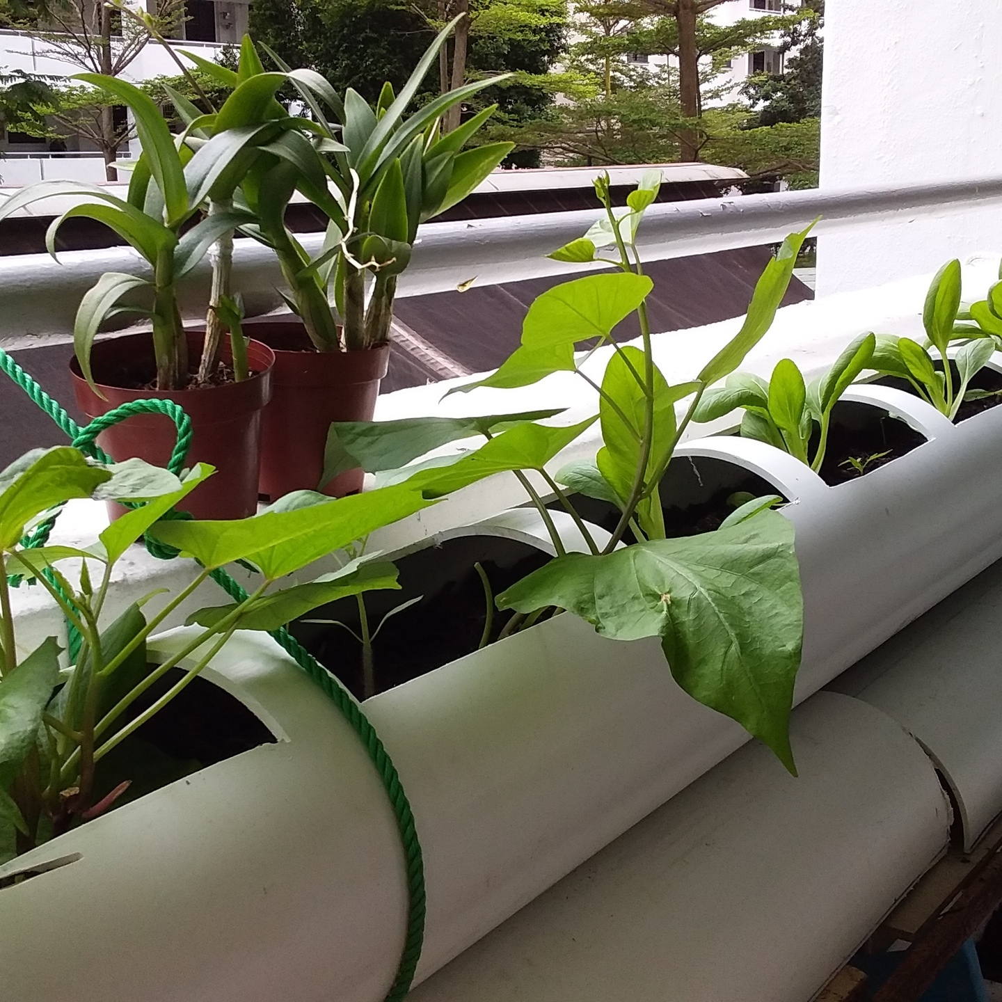 HDB 3 room flat package. - 4x1 meter length CW Square Round holes , color white , come with soil, and hangers and free seed.