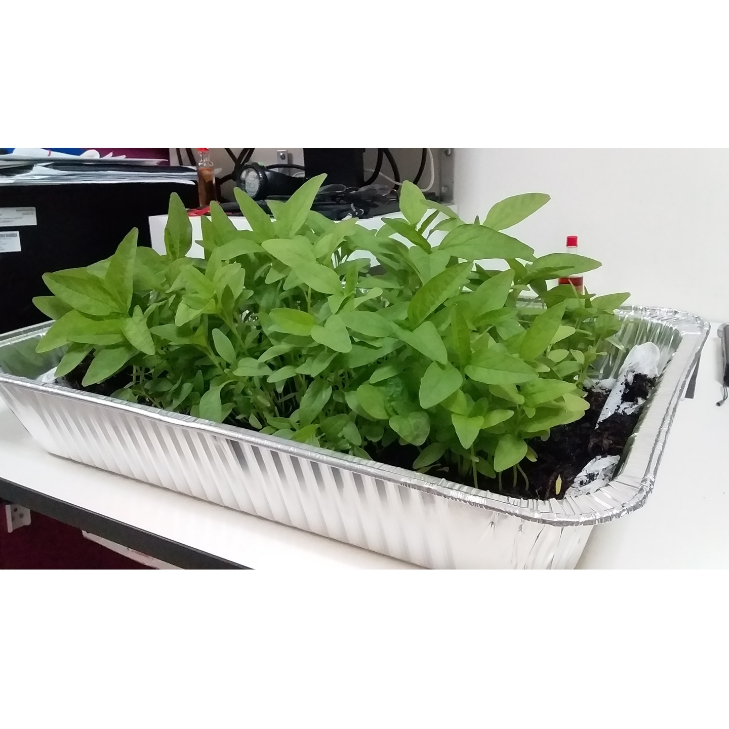 vegetable in tray