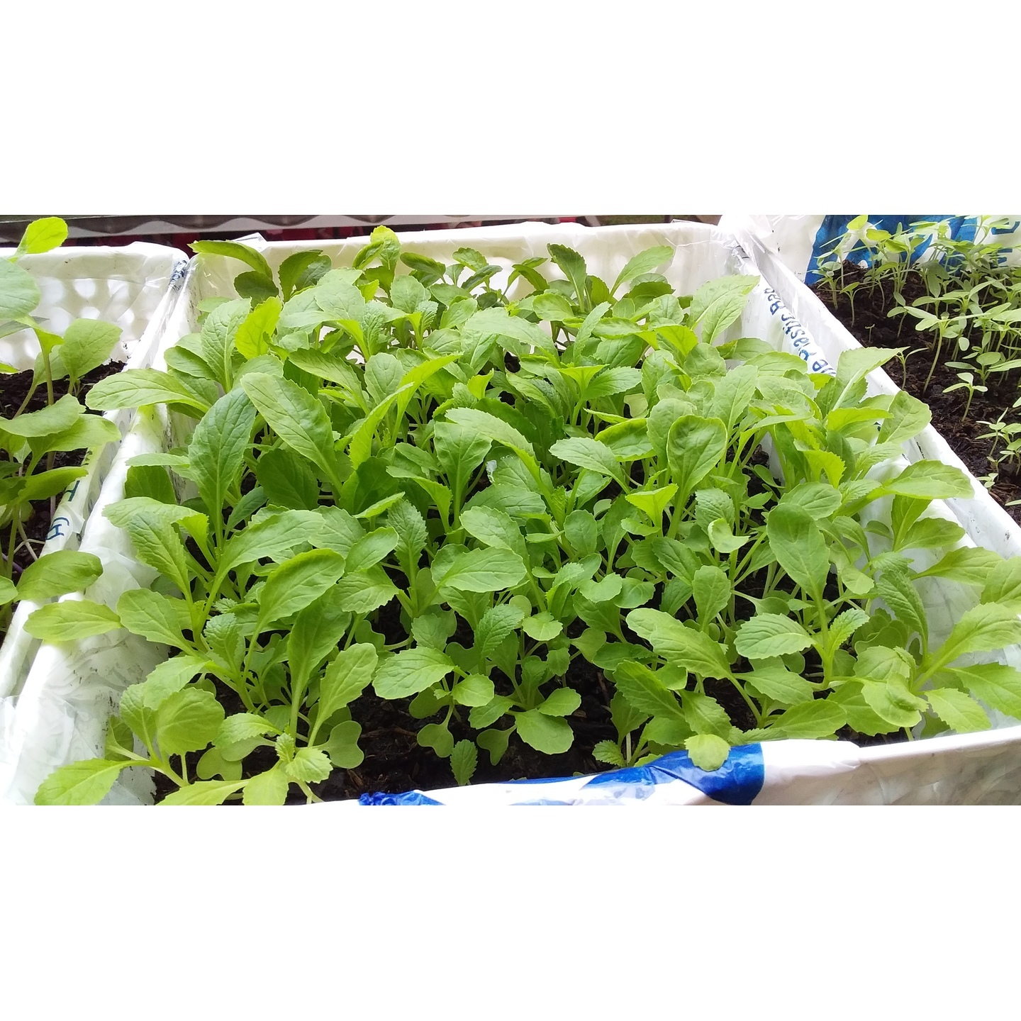vegetable in tray
