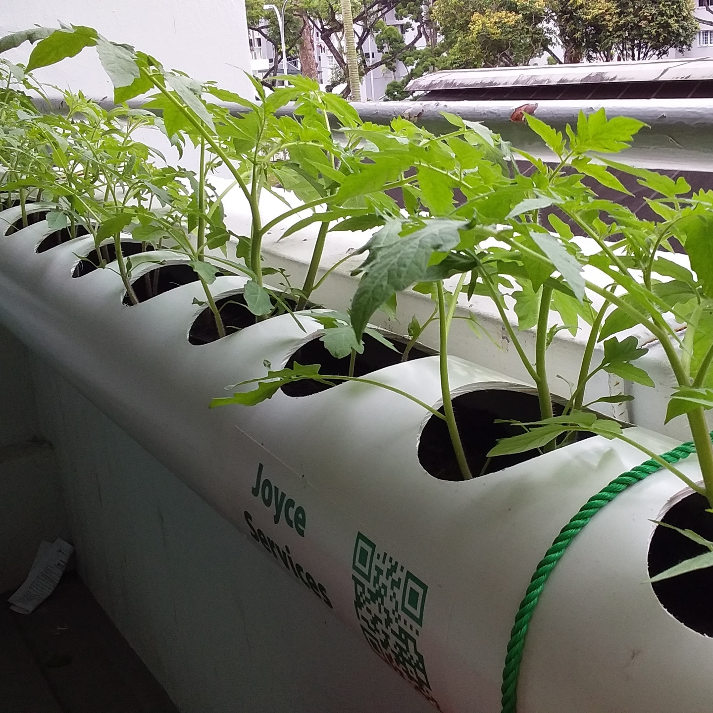 HDB 3 Room flat package - 4x1 meter length CW Round holes , color white , come with soil, and hangers and free seed.