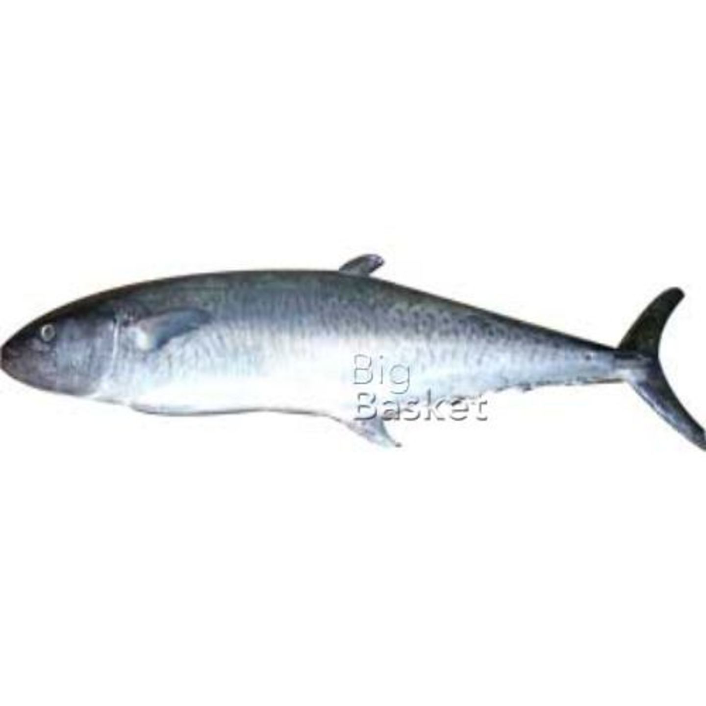King Fish (Medium) - Boneless, 500 gm