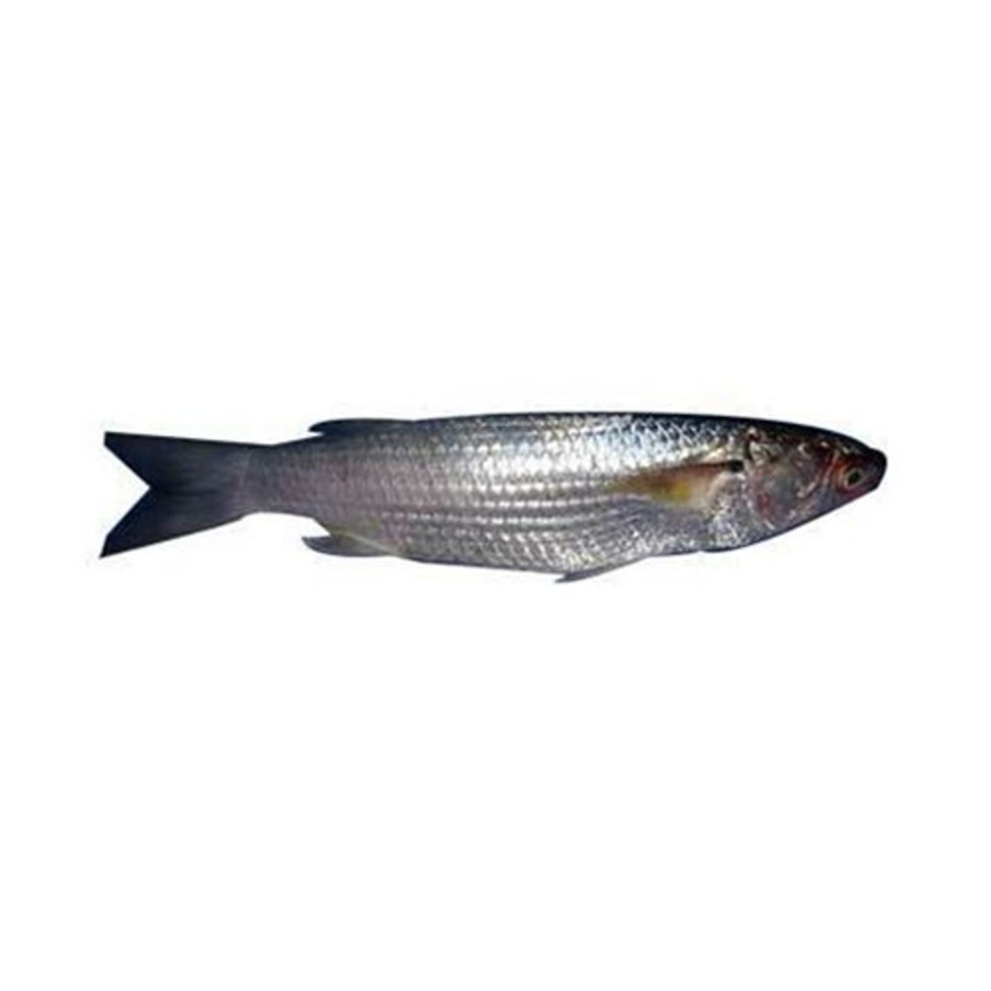 Processed Whole Parshe, 250 g (Gross Fish Weight 300-500 g, Net Weight After Cleaning 250 g)