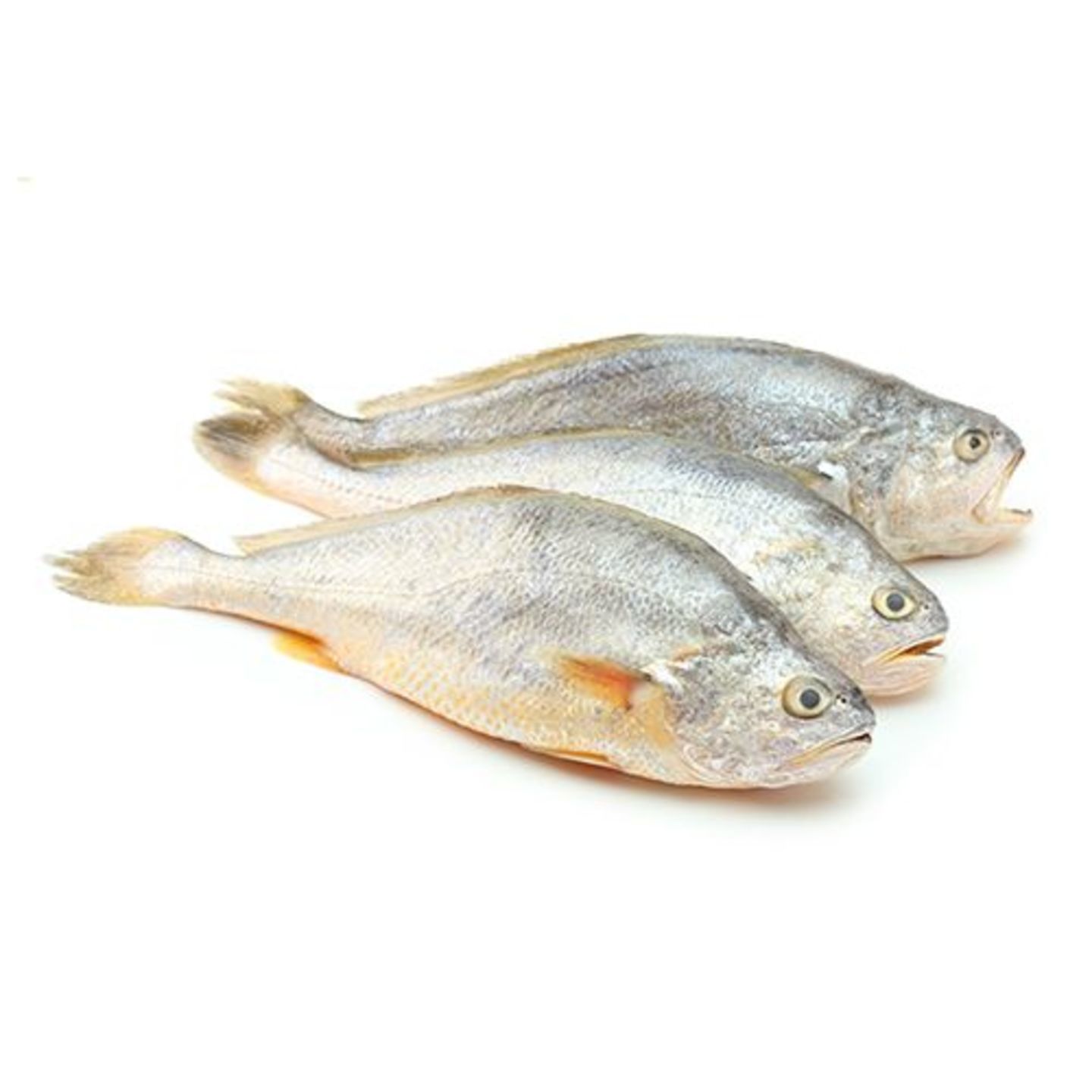Croaker Fish (Medium) - Cleaned & Whole, 500 g Tray