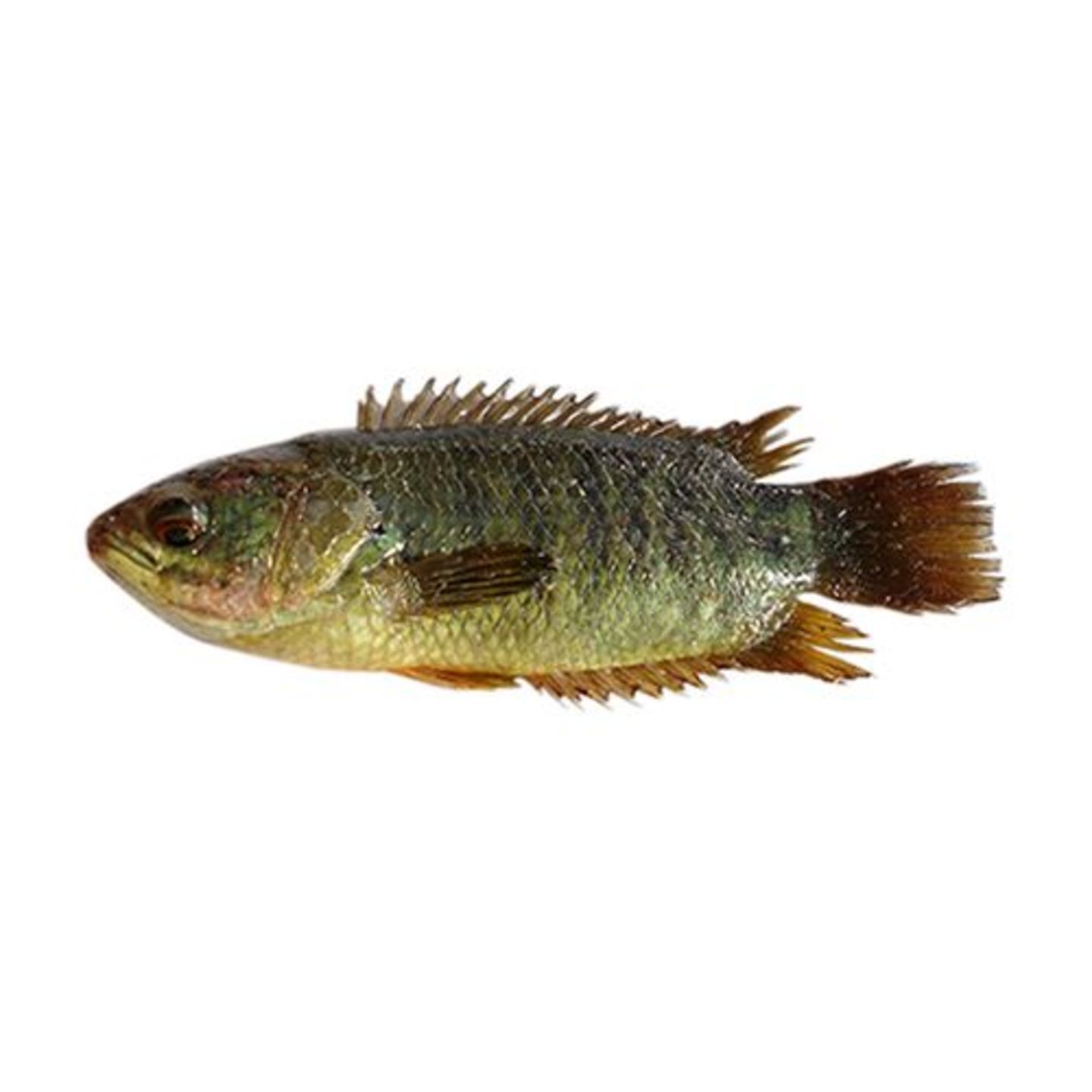 Processed Whole Koi, 250 g (Gross Fish Weight 300-400 g, Net Weight After Cleaning 250 g)
