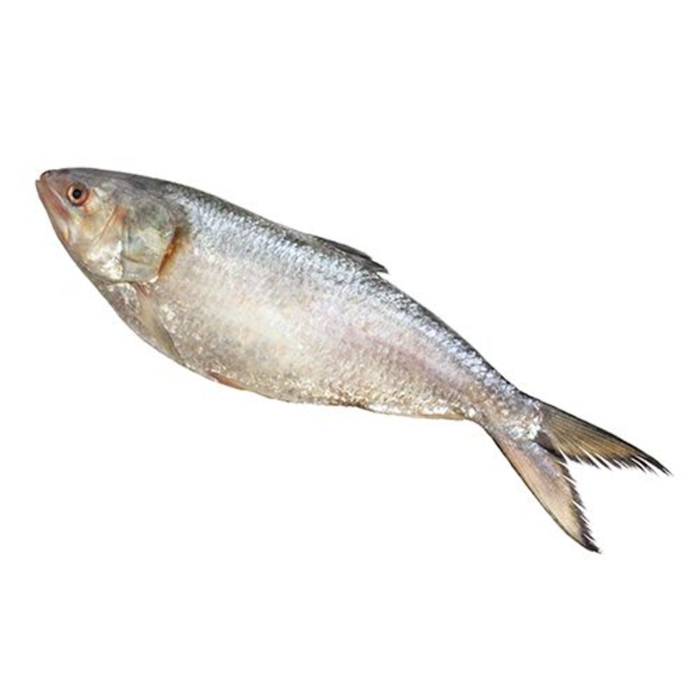 Hilsa Fish - Curry Cut/Bengali Cut, 500 g (Gross Fish Weight 600-650 g, Net Weight After Cleaning 500 g)