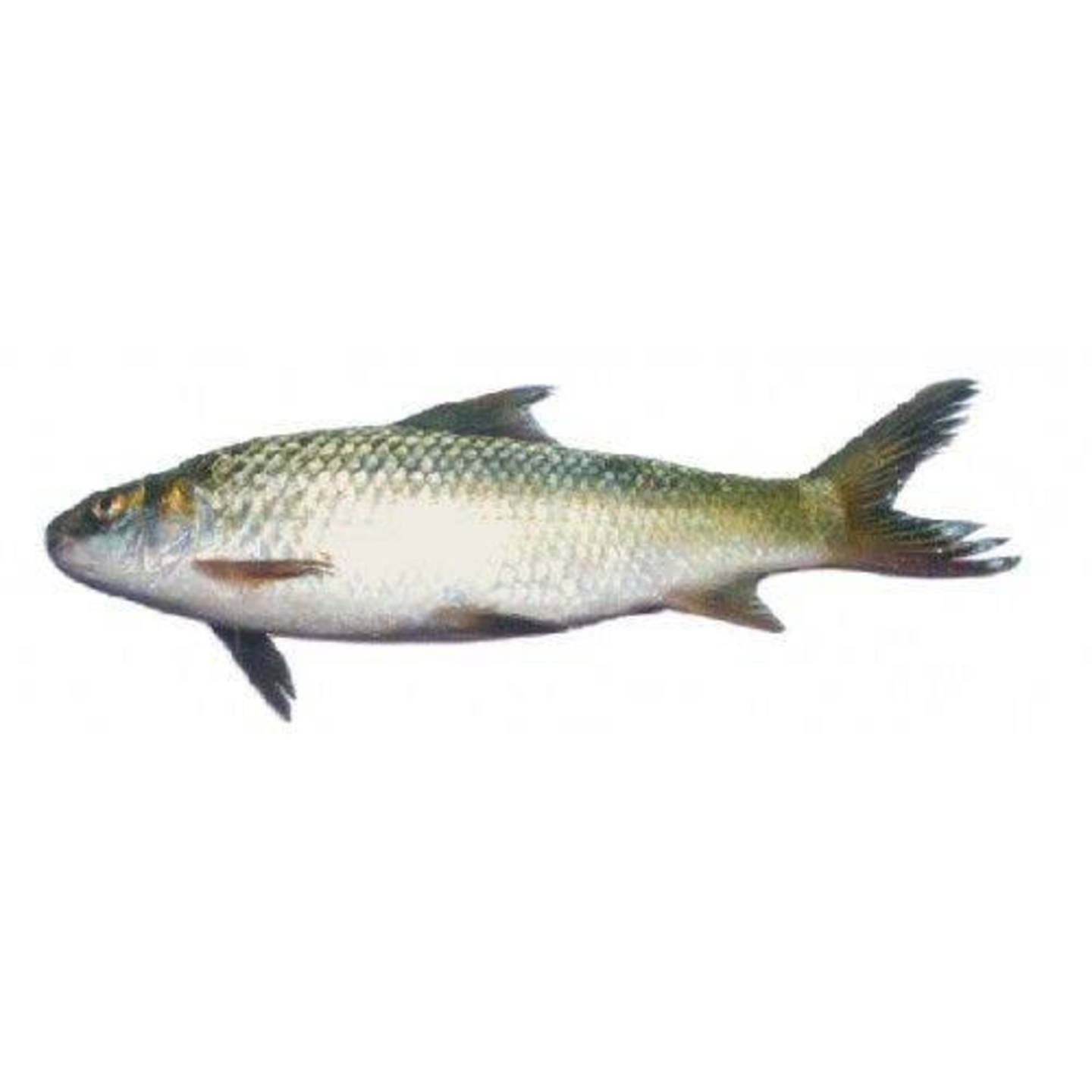Fresh Fish - Bata, 500 g (Gross Fish Weight 600-700 g, Net Weight After Cleaning 500 g)