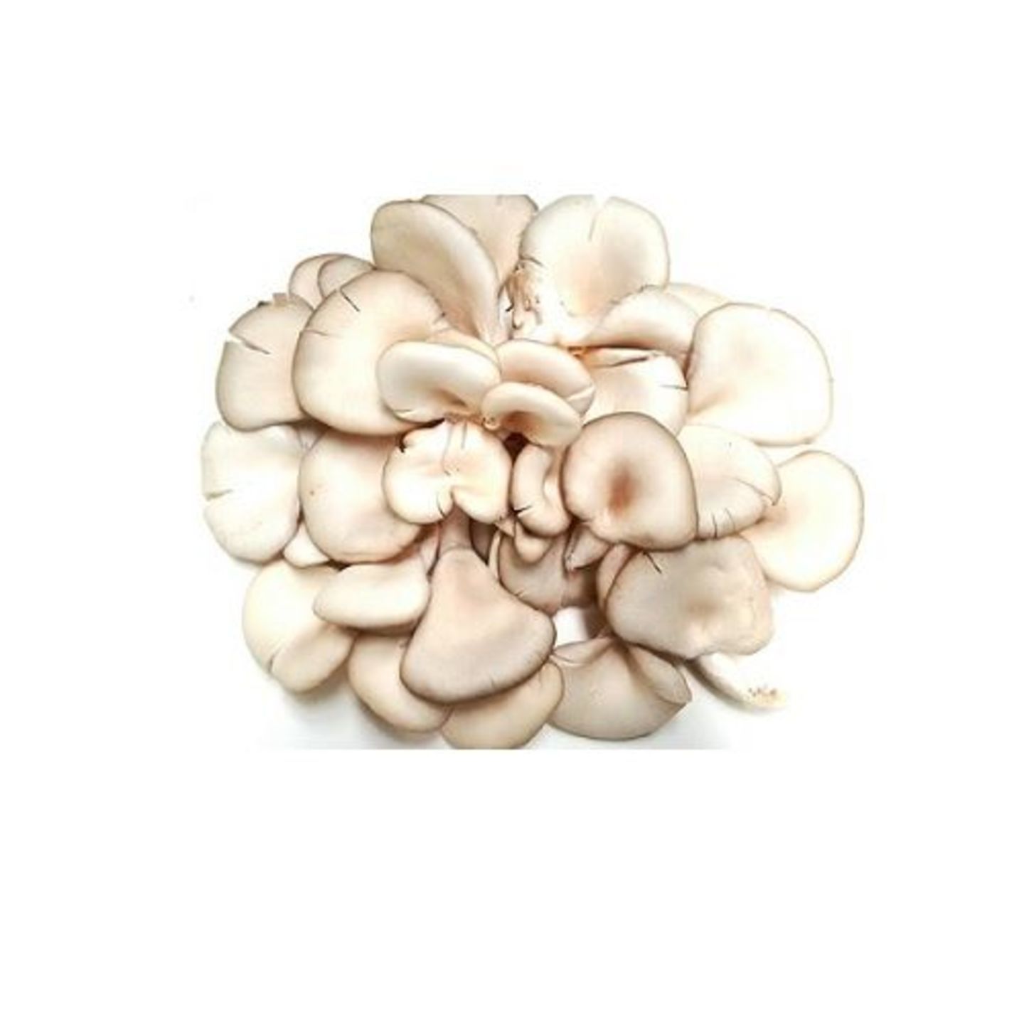 Mushrooms - Oyster, 200 g
