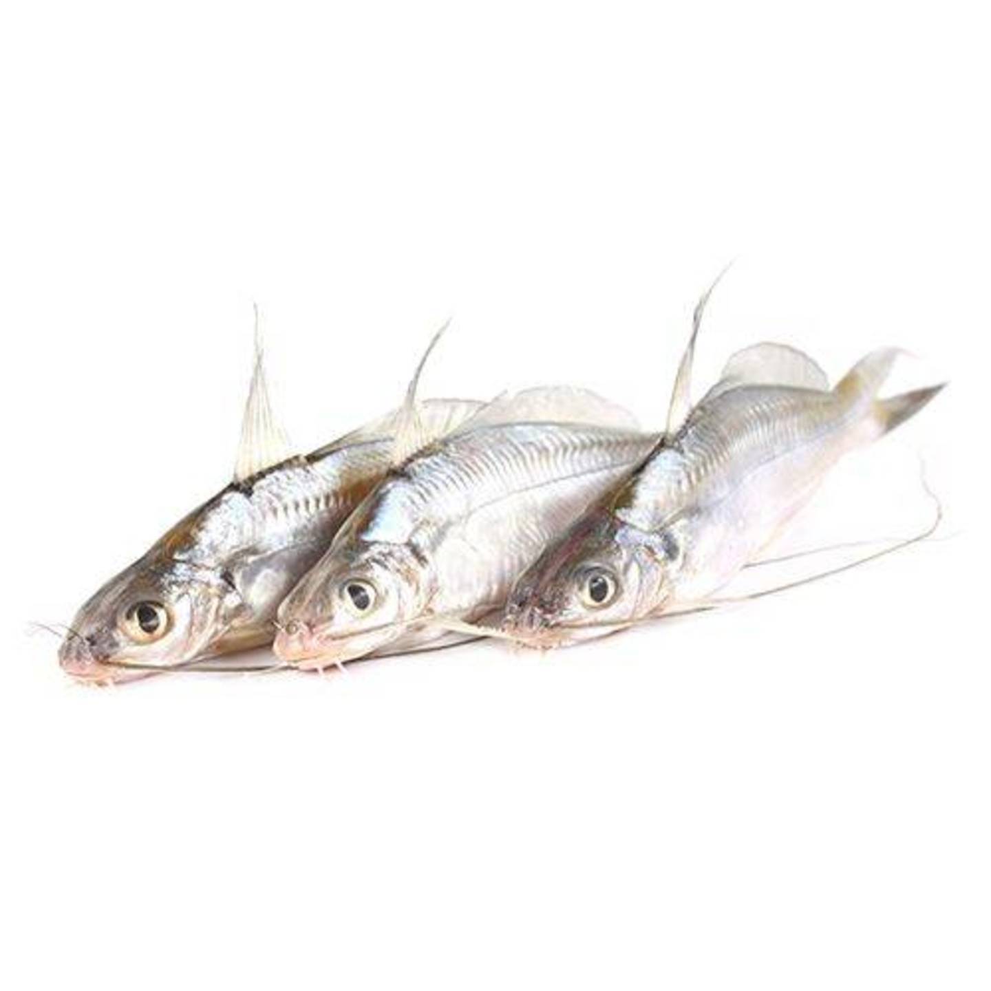 Tangra Sea, 500 g (Gross Fish Weight 550-600 g, Net Weight After Cleaning 500 g
