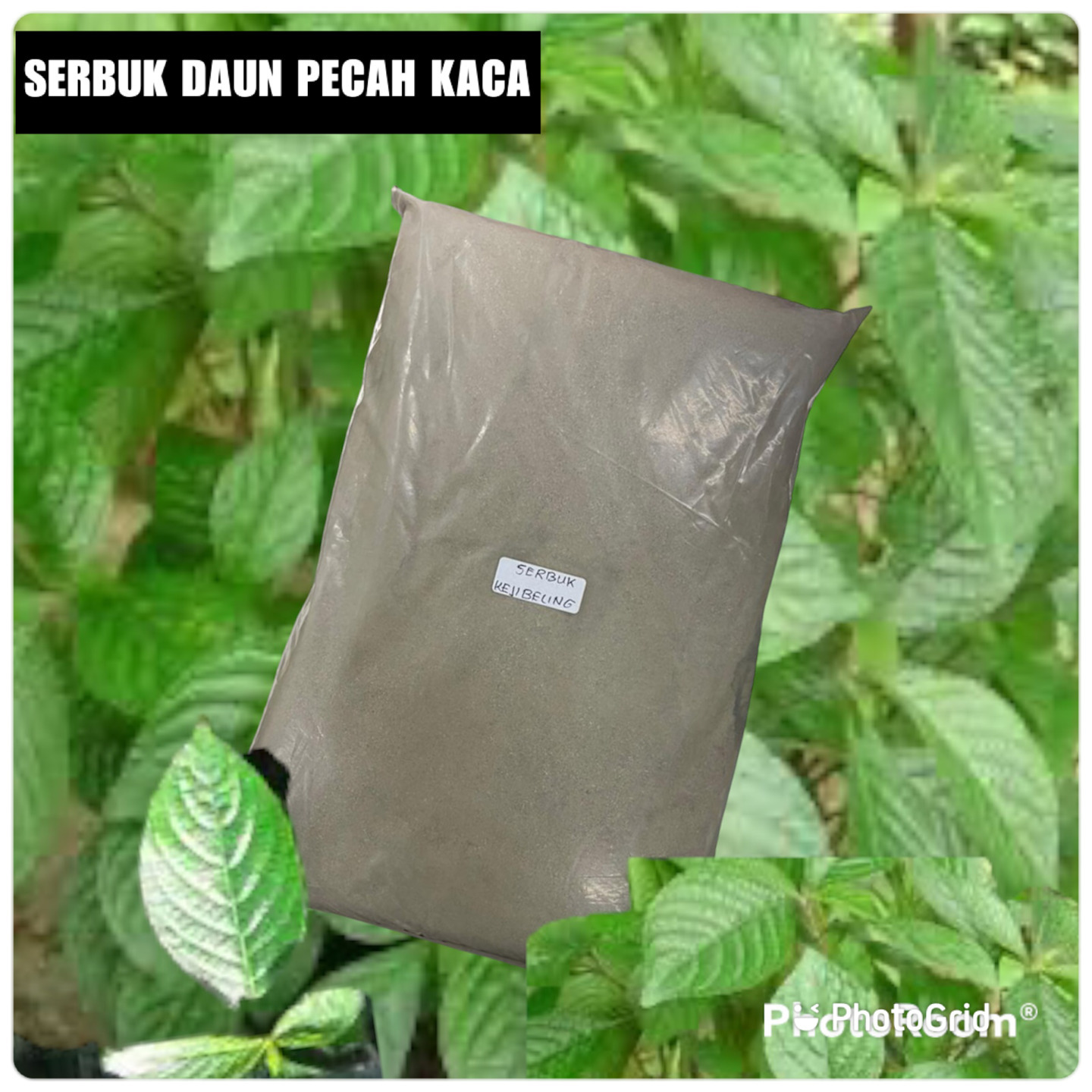 SERBUK DAUN PECAH KACA 100g