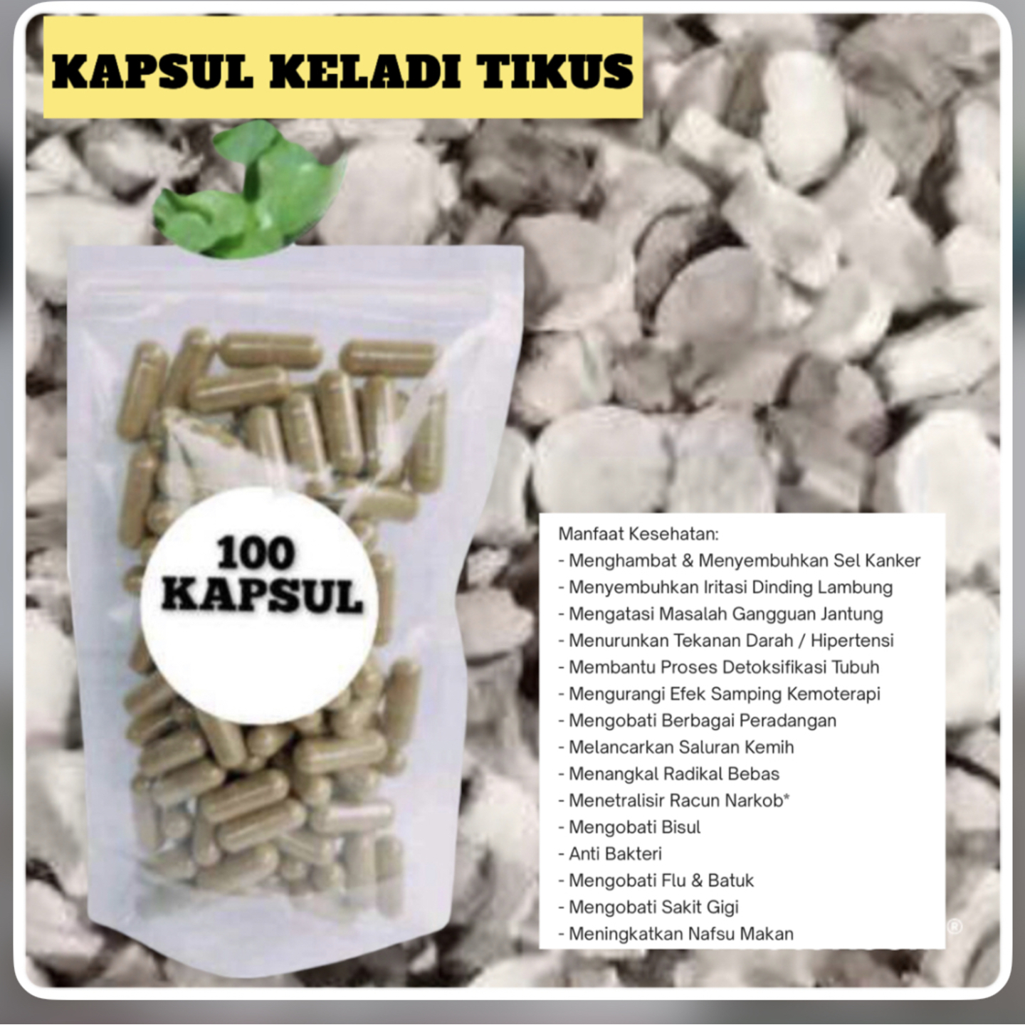 KAPSUL KELADI TIKUS 100biji