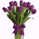 tulipa