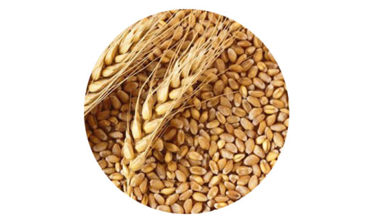 wheat.jpg