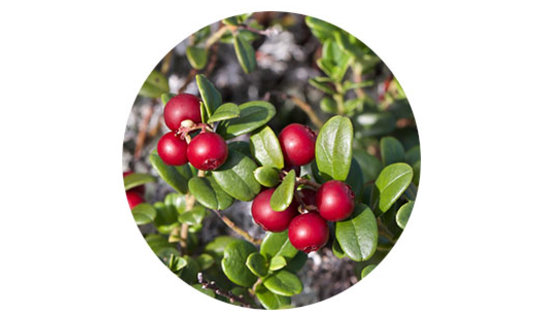 bearberry.jpg