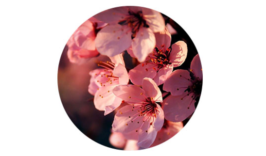 sakura-flower.jpg