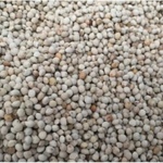 Silam Seeds