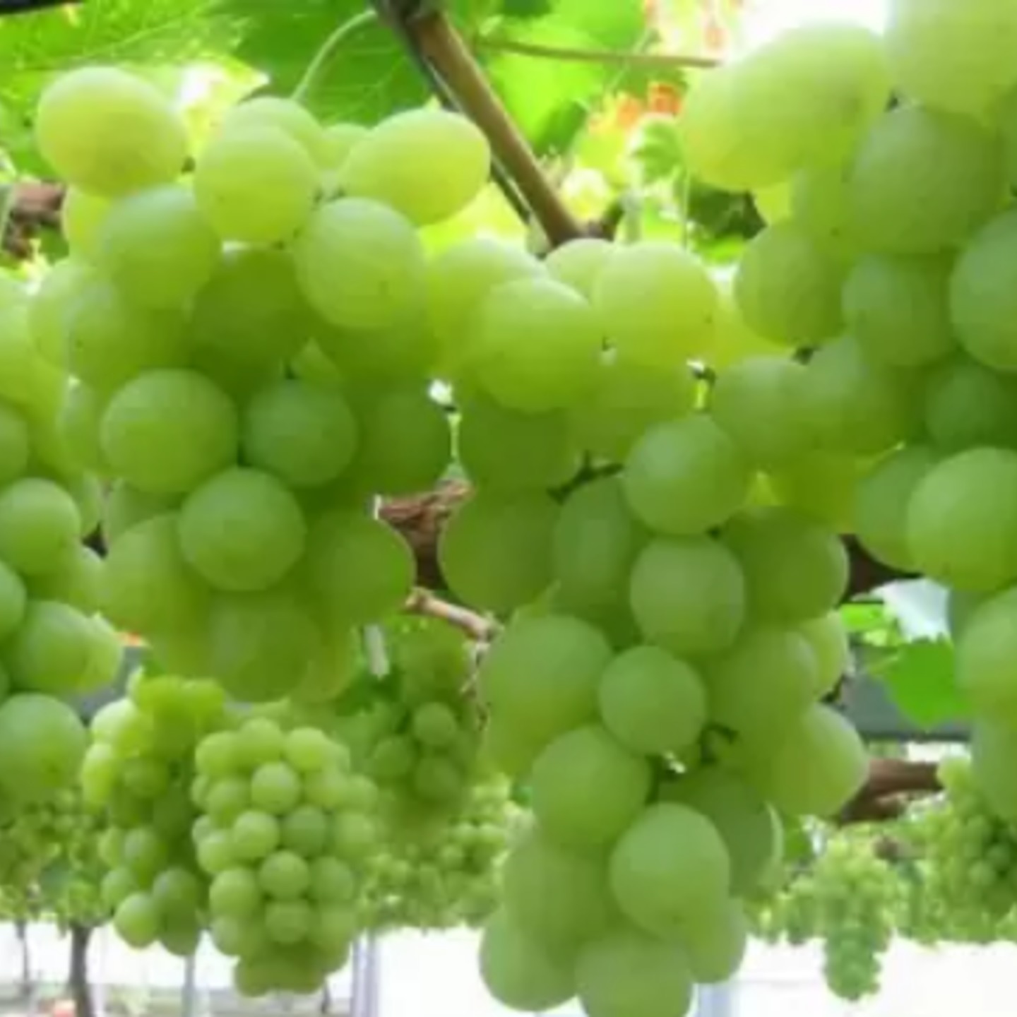 grapes