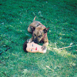 JOYCE MANOR - Cody LP