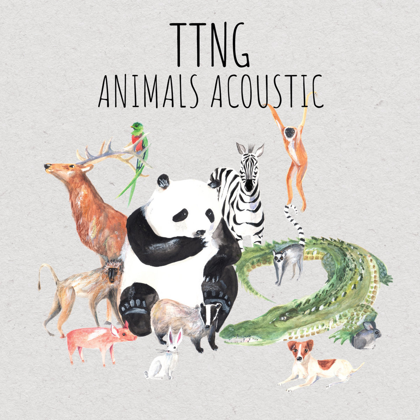 TTNG - Animals Acoustic LP