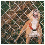 KNOCKED LOOSE - Pop Cult 12 Colour vinyl