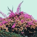 JAY SOM - Turn Into LP