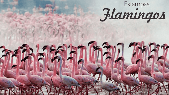 png-transparent-lake-nakuru-lake-bogoria-flamingo-san-diego-zoo-flamingo-animals-greater-flamingo-bird.png