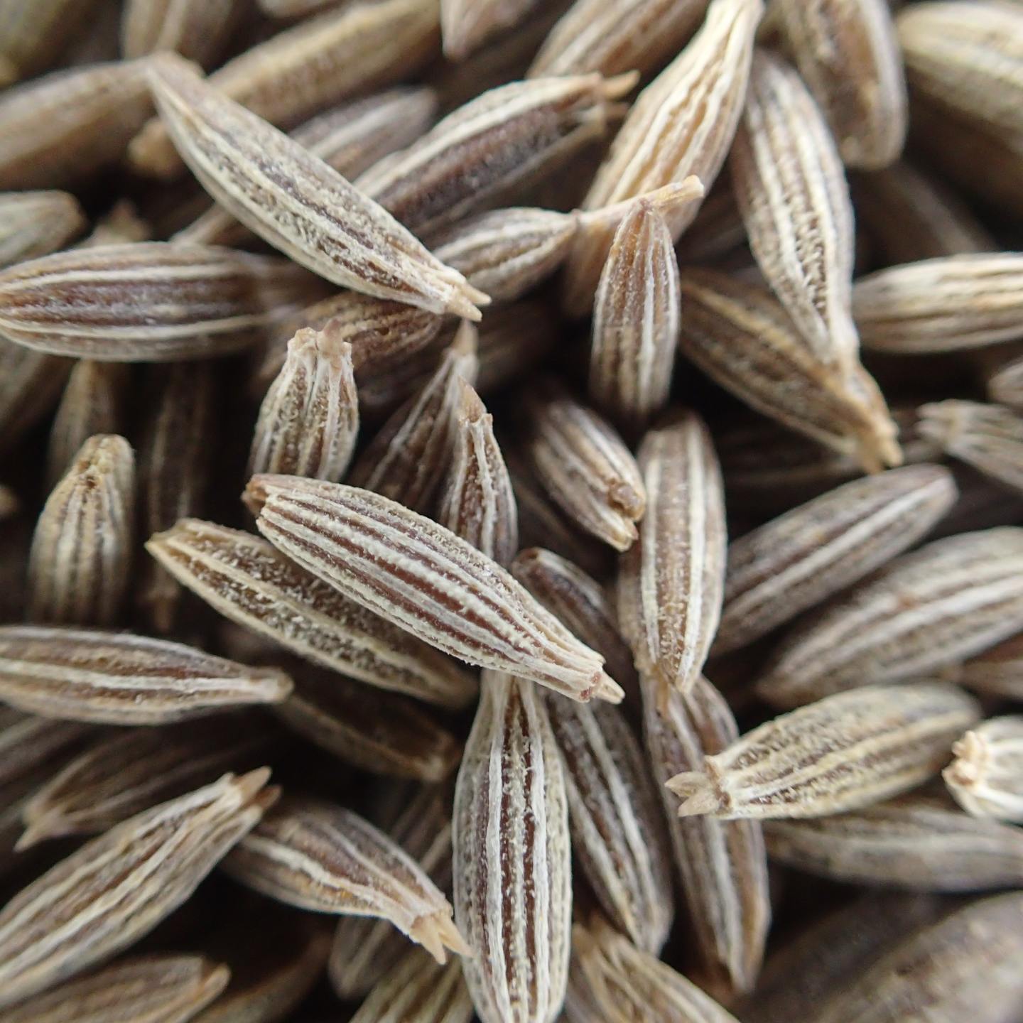 Cumin Seed