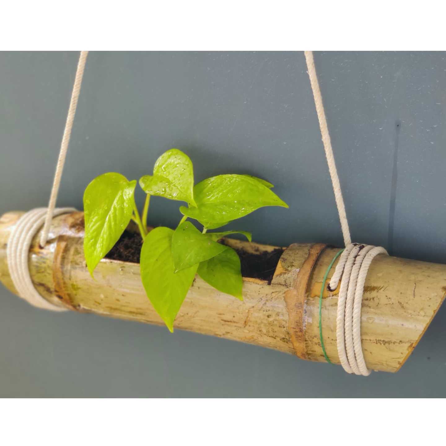 TREEITZ Bamboo Hanging Planter