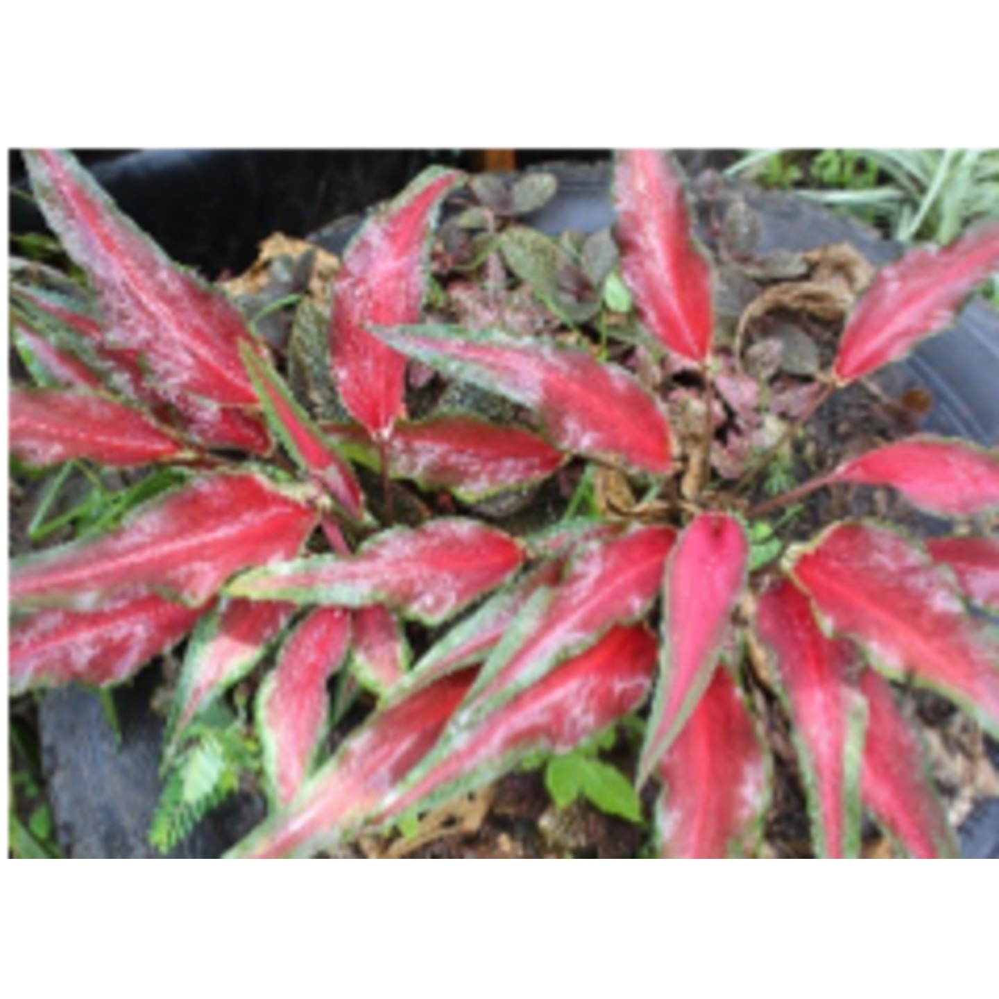 Caladium bicolor Florida Red (Medium)